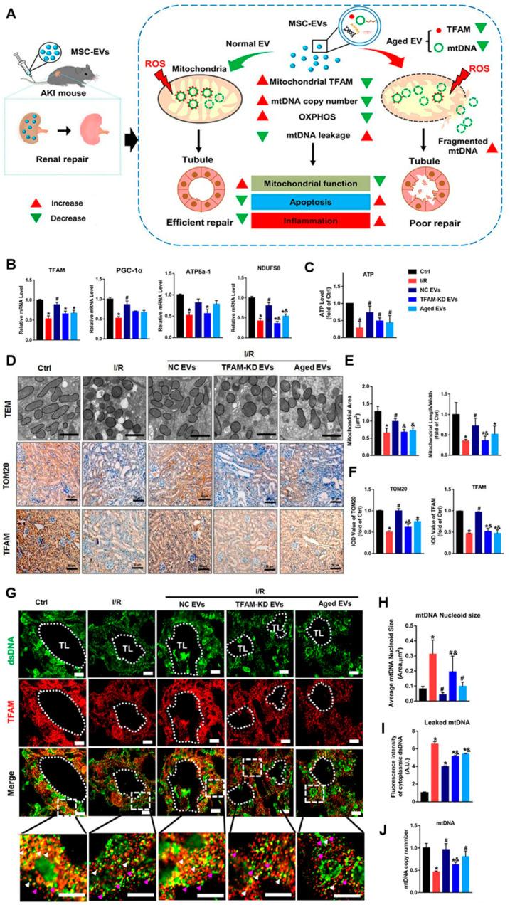 https://cdn.ncbi.nlm.nih.gov/pmc/blobs/91bc/11277139/7327e1fa85cc/ijms-25-07715-g004.jpg
