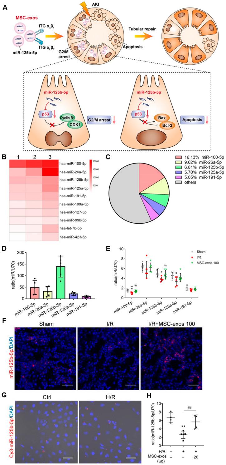 https://cdn.ncbi.nlm.nih.gov/pmc/blobs/91bc/11277139/daae354935dd/ijms-25-07715-g006.jpg