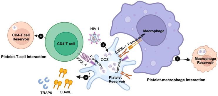 https://cdn.ncbi.nlm.nih.gov/pmc/blobs/91be/10669125/53dda38b39d1/biomolecules-13-01608-g002.jpg