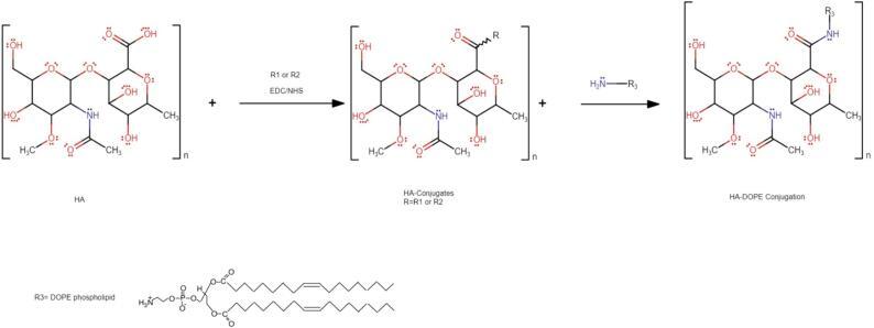 https://cdn.ncbi.nlm.nih.gov/pmc/blobs/91c4/11135027/d9811fdce98a/gr3.jpg