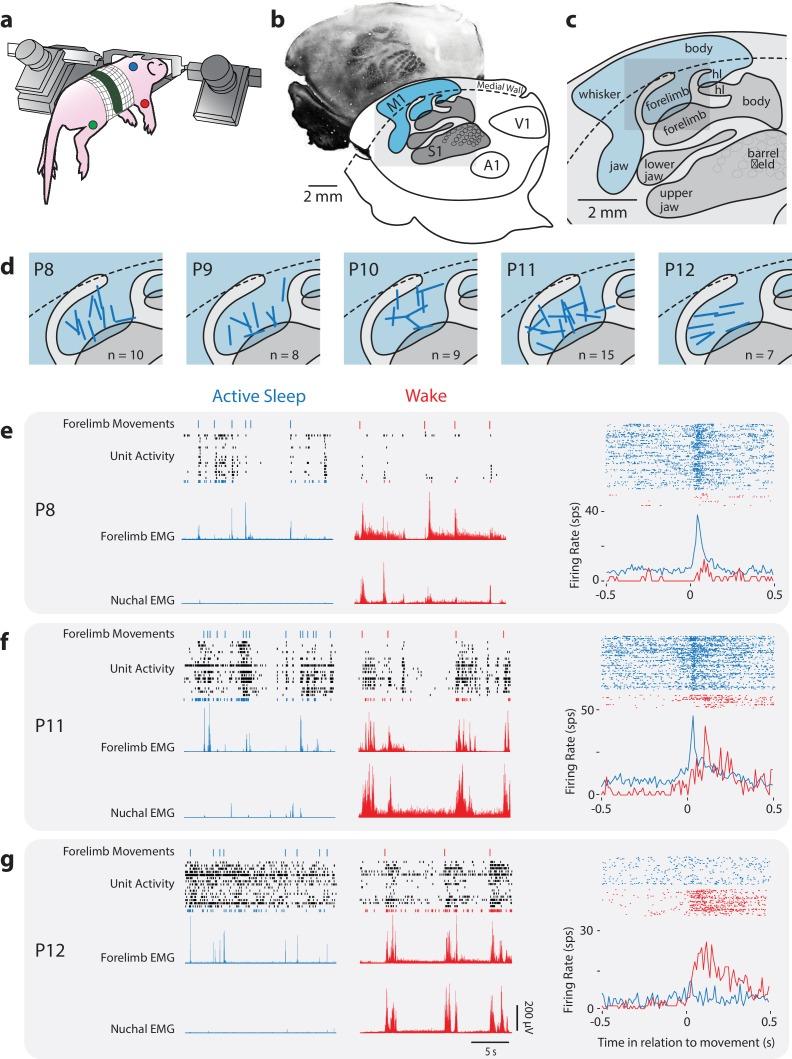 https://cdn.ncbi.nlm.nih.gov/pmc/blobs/91c4/6320070/a6ebbc064118/elife-41841-fig1.jpg