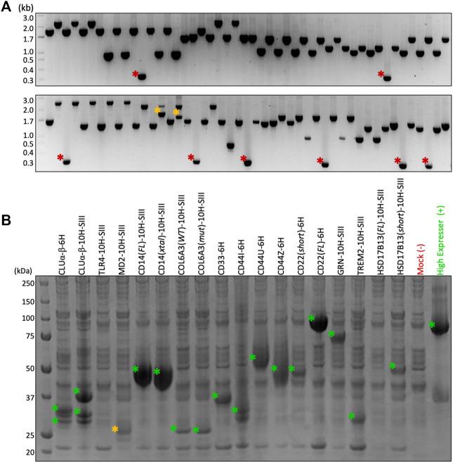 https://cdn.ncbi.nlm.nih.gov/pmc/blobs/91c8/9117644/2c492ccb73e8/fbioe-10-871933-g003.jpg