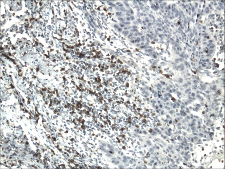 https://cdn.ncbi.nlm.nih.gov/pmc/blobs/91c9/5972165/2f79508cb1db/12253_2017_270_Fig10_HTML.jpg