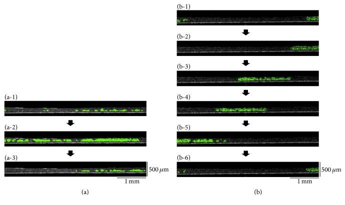 https://cdn.ncbi.nlm.nih.gov/pmc/blobs/91ca/5343287/331f7a8f50de/BMRI2017-5341702.004.jpg