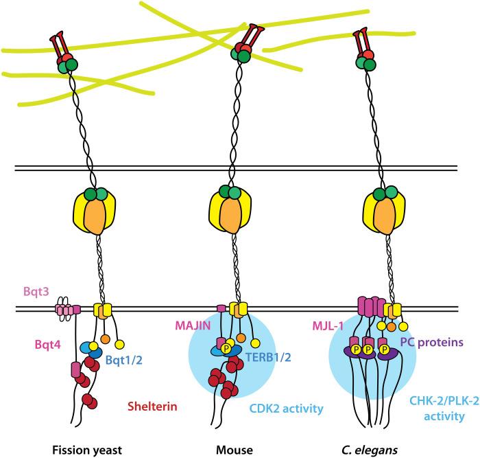 https://cdn.ncbi.nlm.nih.gov/pmc/blobs/91ca/9908027/0e016b62074b/sciadv.add1453-f7.jpg