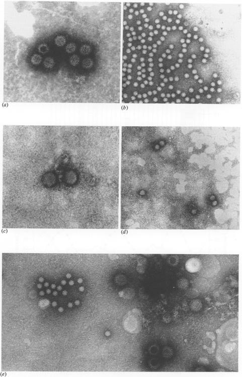 https://cdn.ncbi.nlm.nih.gov/pmc/blobs/91cd/2249227/5596e38e8094/epidinfect00008-0136-a.jpg