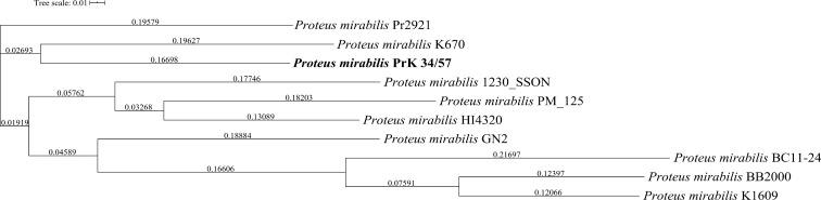 https://cdn.ncbi.nlm.nih.gov/pmc/blobs/91cf/8027243/6c03362a4e49/fcimb-11-620010-g002.jpg