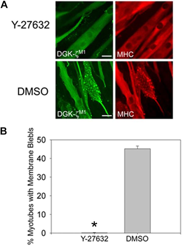 https://cdn.ncbi.nlm.nih.gov/pmc/blobs/91cf/8042443/90ff64075308/gr5.jpg