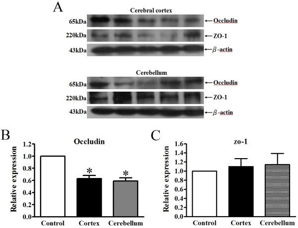 https://cdn.ncbi.nlm.nih.gov/pmc/blobs/91d3/3431253/75abff860ad5/1423-0127-19-61-3.jpg