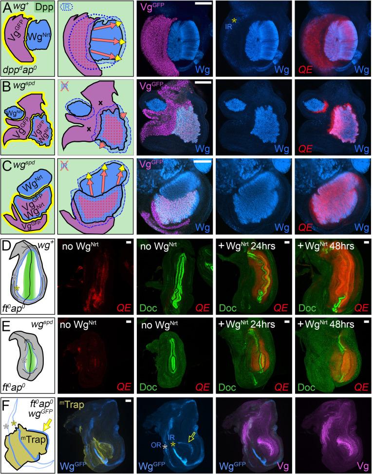 https://cdn.ncbi.nlm.nih.gov/pmc/blobs/91d5/8148325/7f4f795989ab/pbio.3001111.g010.jpg