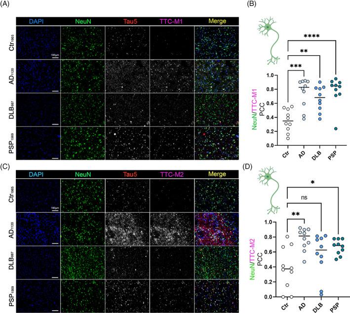 https://cdn.ncbi.nlm.nih.gov/pmc/blobs/91d5/9836371/cf80adc44fb7/BPA-33-e13112-g010.jpg