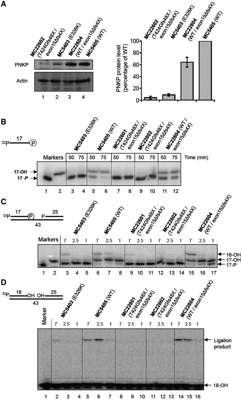 https://cdn.ncbi.nlm.nih.gov/pmc/blobs/91d7/3413127/e73b0f122a53/gks318f4.jpg