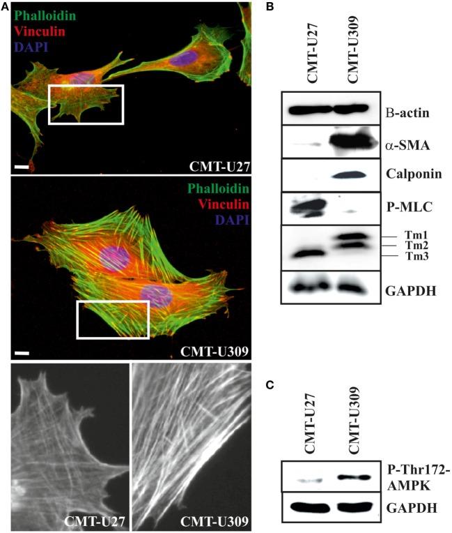https://cdn.ncbi.nlm.nih.gov/pmc/blobs/91d8/5600937/b8d7df829f47/fvets-04-00149-g002.jpg