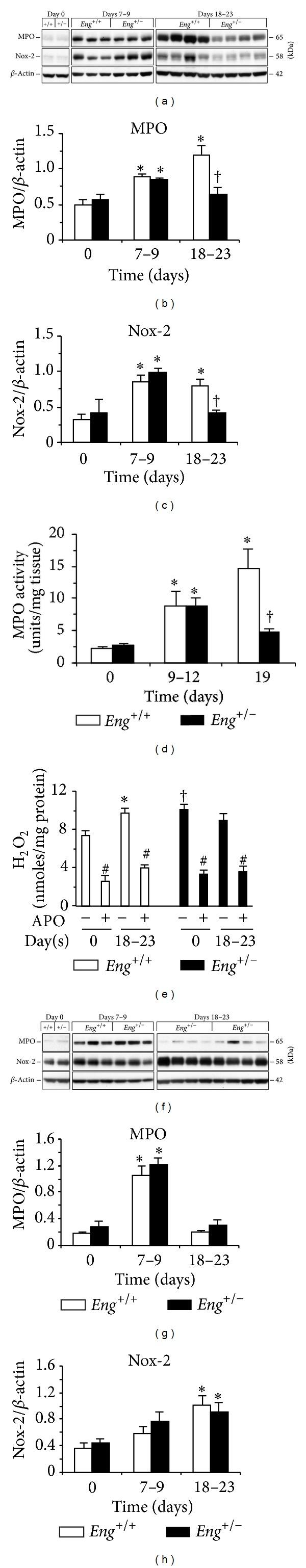 https://cdn.ncbi.nlm.nih.gov/pmc/blobs/91da/4121192/3617adf2ea1e/MI2014-767185.004.jpg