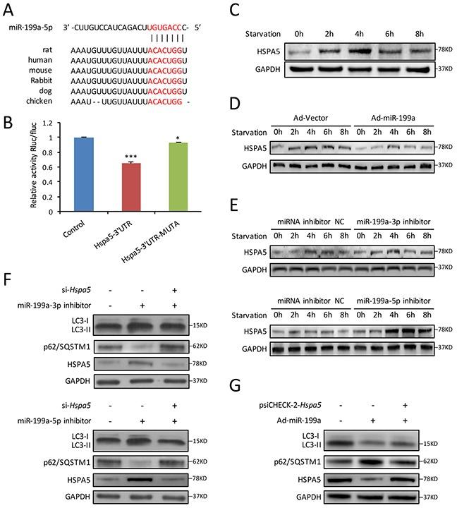 https://cdn.ncbi.nlm.nih.gov/pmc/blobs/91db/5609964/ba6b0f7ab021/oncotarget-08-63825-g005.jpg
