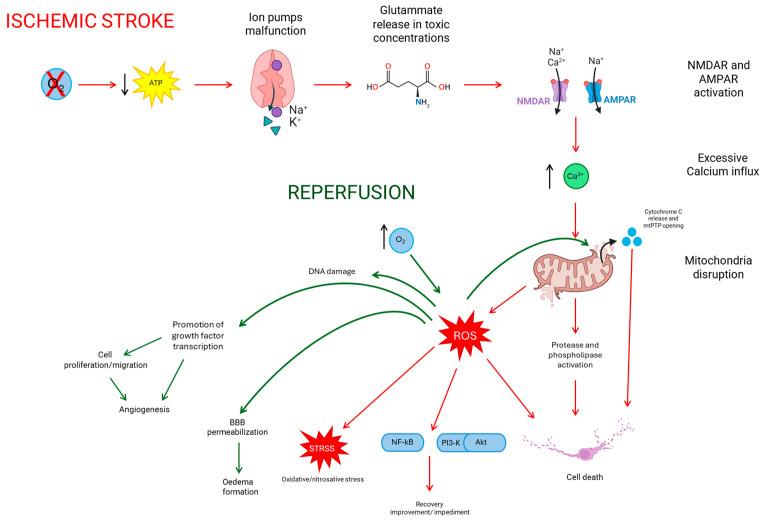 https://cdn.ncbi.nlm.nih.gov/pmc/blobs/91dc/11048104/9945dd932c4a/biomedicines-12-00877-g001.jpg