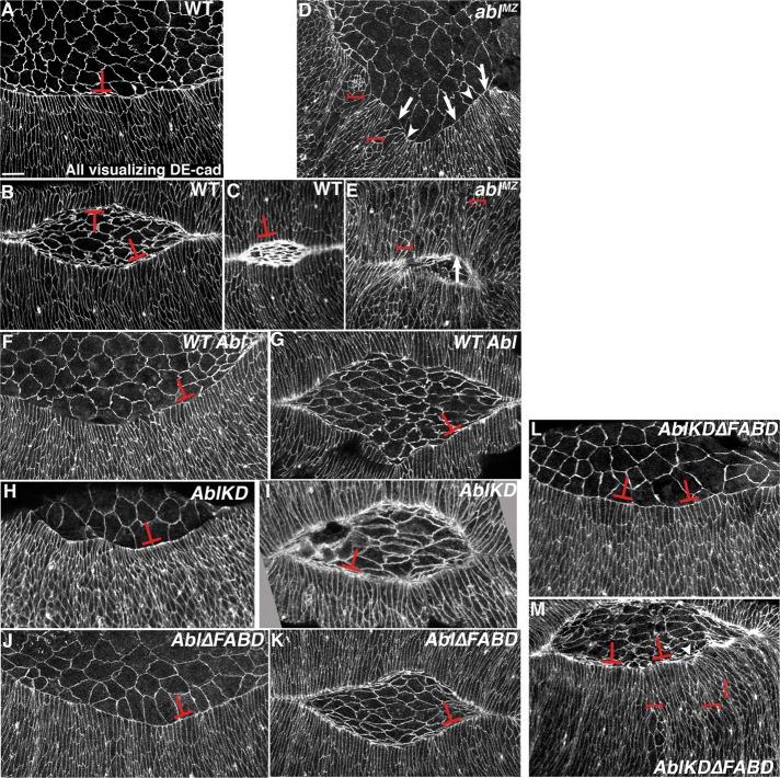 https://cdn.ncbi.nlm.nih.gov/pmc/blobs/91dd/4985262/fa3e558ce249/2613fig6.jpg