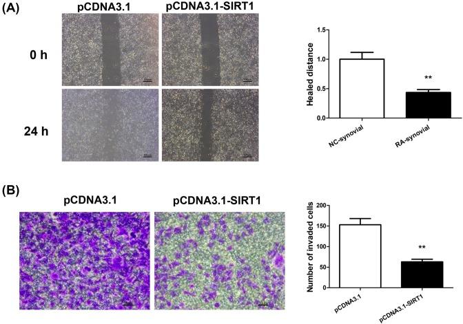 https://cdn.ncbi.nlm.nih.gov/pmc/blobs/91de/6013706/8e799a47eb1c/bsr-38-bsr20180541-g3.jpg