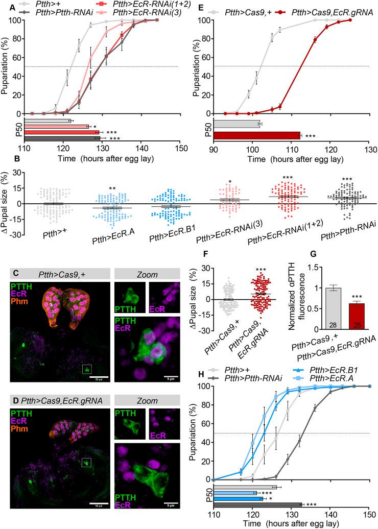 https://cdn.ncbi.nlm.nih.gov/pmc/blobs/91de/7390634/ff57f4a3dd63/develop-147-188110-g2.jpg