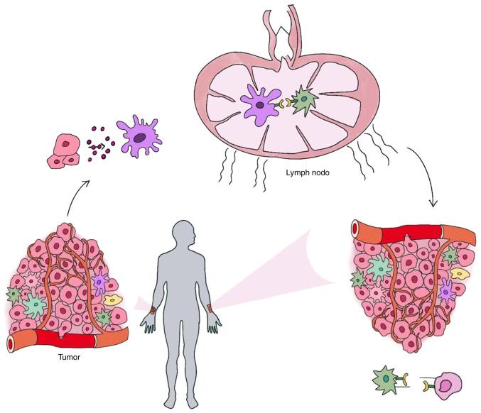 https://cdn.ncbi.nlm.nih.gov/pmc/blobs/91de/9699724/ad70647b2004/IJO-62-1-05450-g00.jpg