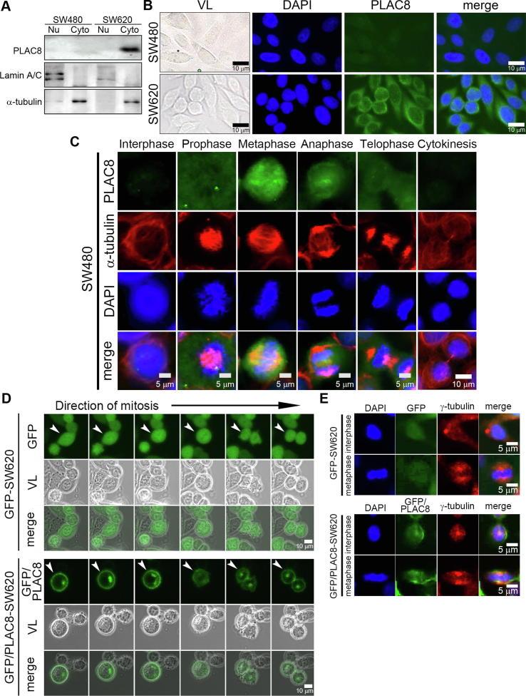 https://cdn.ncbi.nlm.nih.gov/pmc/blobs/91e1/6957854/50407b298c0a/gr5.jpg