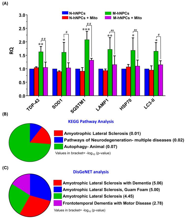 https://cdn.ncbi.nlm.nih.gov/pmc/blobs/91e8/12030546/facfc27ec7e3/pharmaceutics-17-00410-g004.jpg