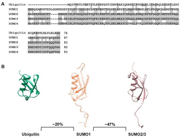 https://cdn.ncbi.nlm.nih.gov/pmc/blobs/91e9/10778024/33d5917090b9/cells-13-00008-g001.jpg