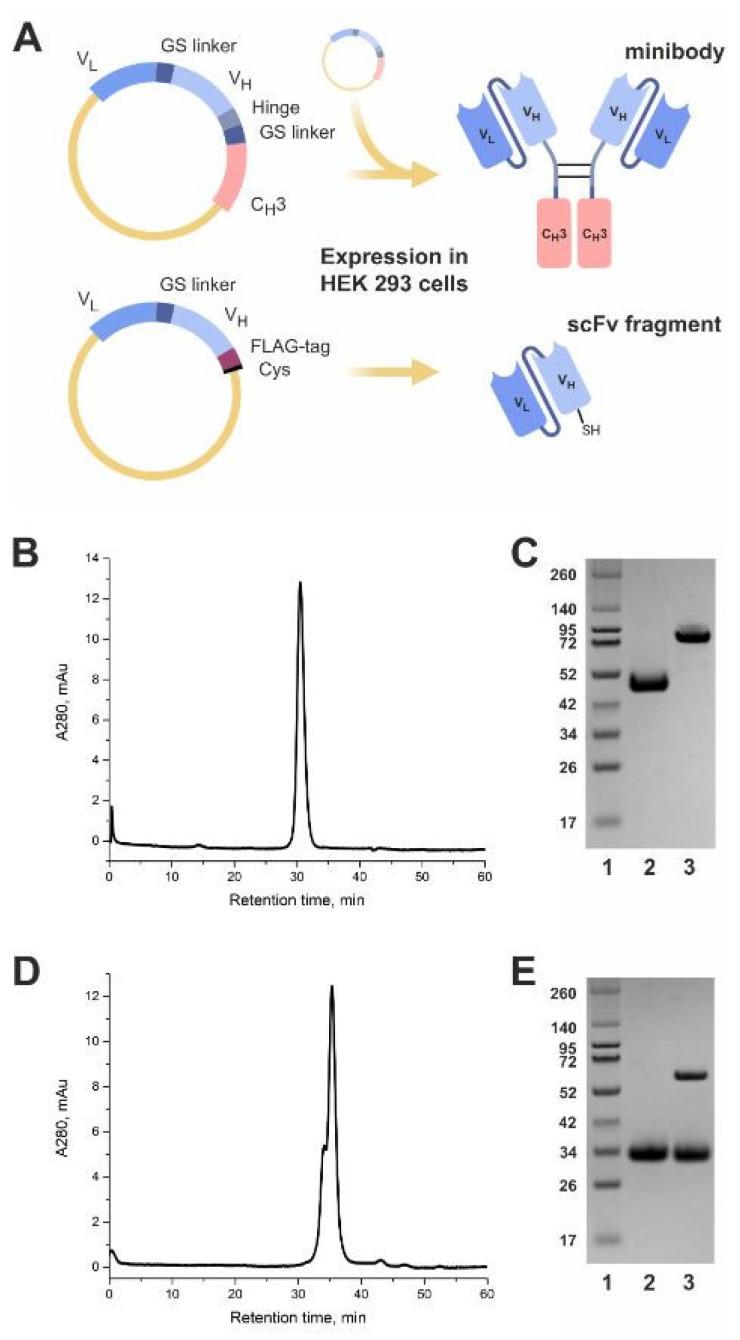 https://cdn.ncbi.nlm.nih.gov/pmc/blobs/91e9/9860947/9428d1a4096b/ijms-24-01239-g001.jpg