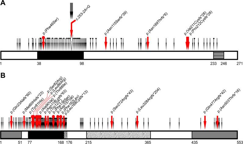 https://cdn.ncbi.nlm.nih.gov/pmc/blobs/91f2/10086512/5e86b77bbb3e/jmg-2022-108646f01.jpg