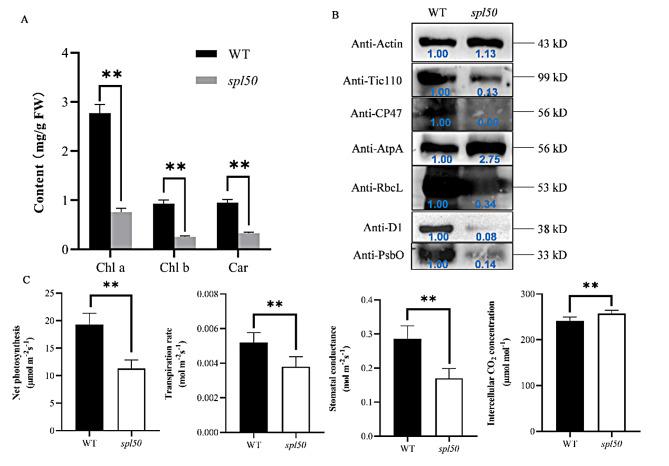 https://cdn.ncbi.nlm.nih.gov/pmc/blobs/91f4/11322501/1a3ae74aae80/12284_2024_731_Fig5_HTML.jpg