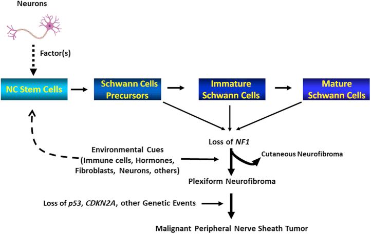 https://cdn.ncbi.nlm.nih.gov/pmc/blobs/91f8/8659402/0bde7ee59730/gr2.jpg