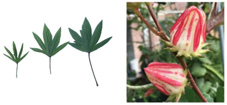 https://cdn.ncbi.nlm.nih.gov/pmc/blobs/91f9/11679260/8a089b0dfd30/plants-13-03517-g005.jpg