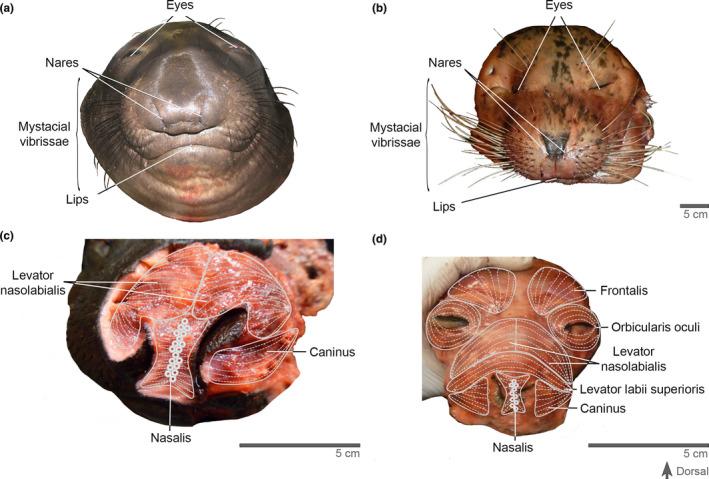 https://cdn.ncbi.nlm.nih.gov/pmc/blobs/91fd/8742965/0654f1a63cef/JOA-240-226-g002.jpg