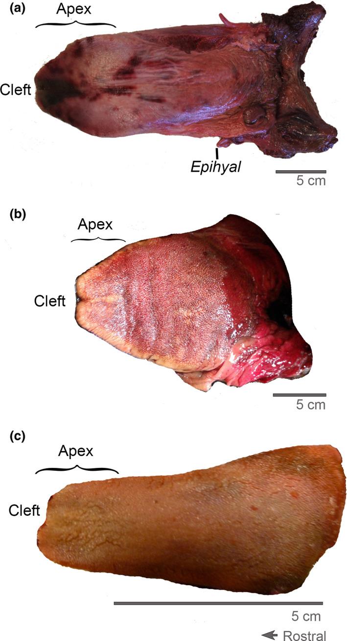 https://cdn.ncbi.nlm.nih.gov/pmc/blobs/91fd/8742965/c25675235c24/JOA-240-226-g004.jpg