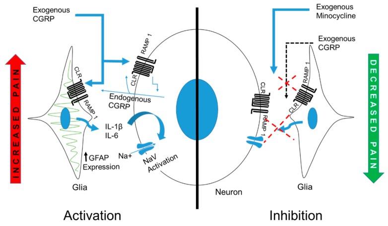 https://cdn.ncbi.nlm.nih.gov/pmc/blobs/91ff/6386987/4c3b34e69636/ijms-20-00711-g009.jpg