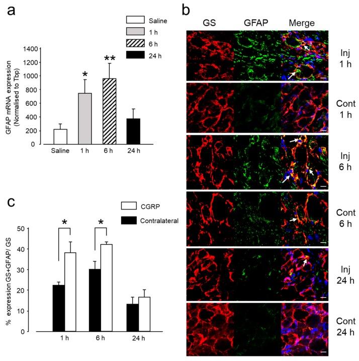 https://cdn.ncbi.nlm.nih.gov/pmc/blobs/91ff/6386987/d86685394a9a/ijms-20-00711-g002.jpg