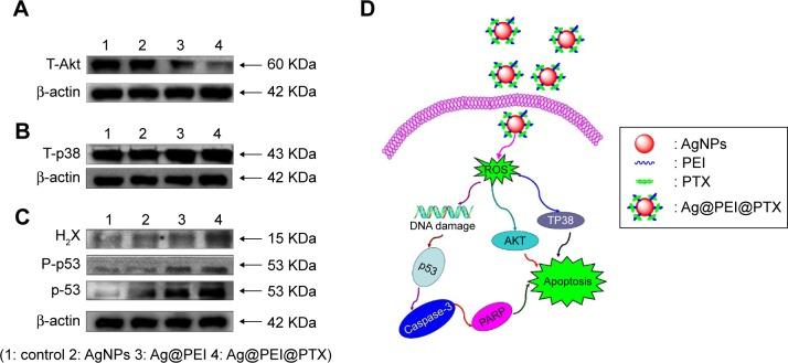 https://cdn.ncbi.nlm.nih.gov/pmc/blobs/9202/5154725/e9e6a713bffd/ijn-11-6693Fig8.jpg