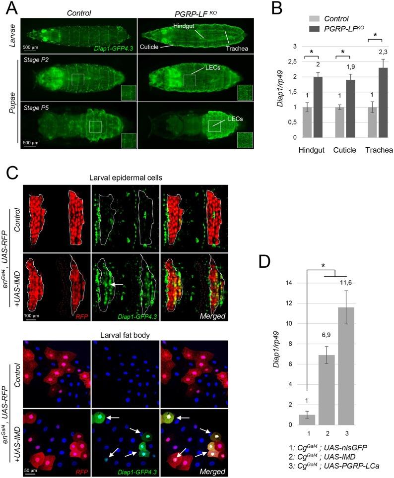 https://cdn.ncbi.nlm.nih.gov/pmc/blobs/9204/5279808/b9039855c4b6/pgen.1006569.g007.jpg