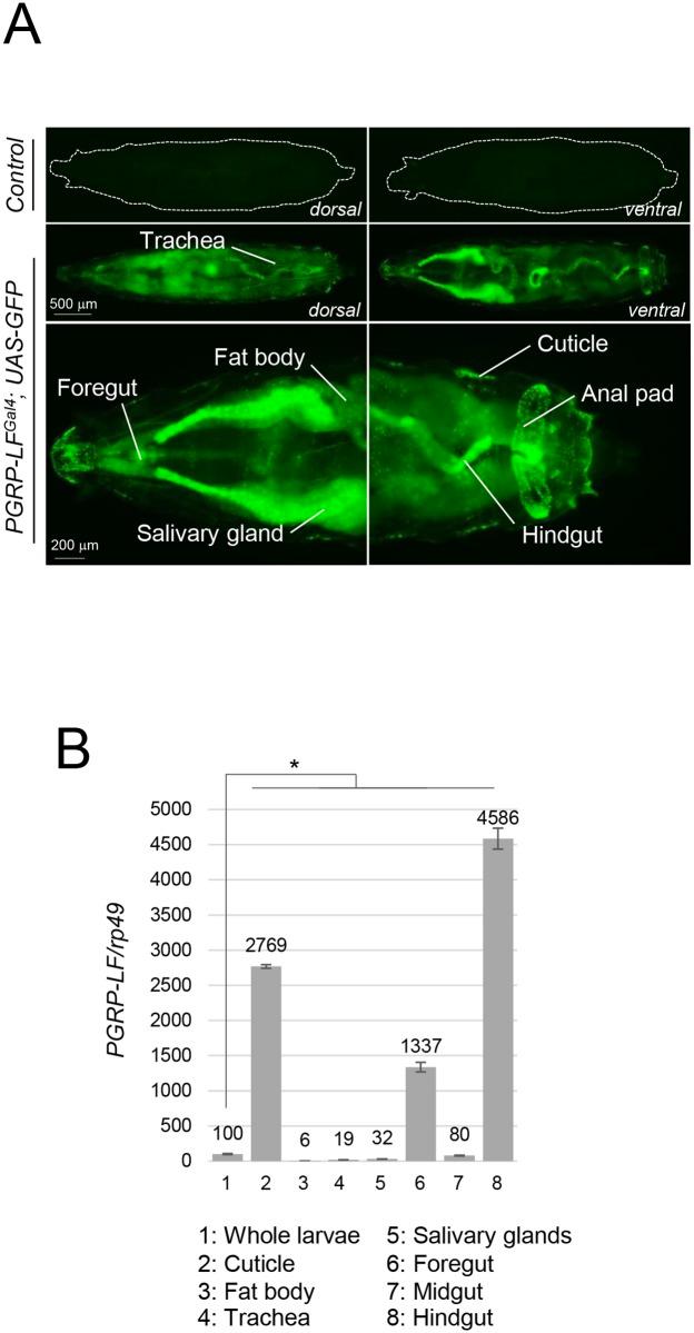 https://cdn.ncbi.nlm.nih.gov/pmc/blobs/9204/5279808/f6ceb62021b4/pgen.1006569.g001.jpg