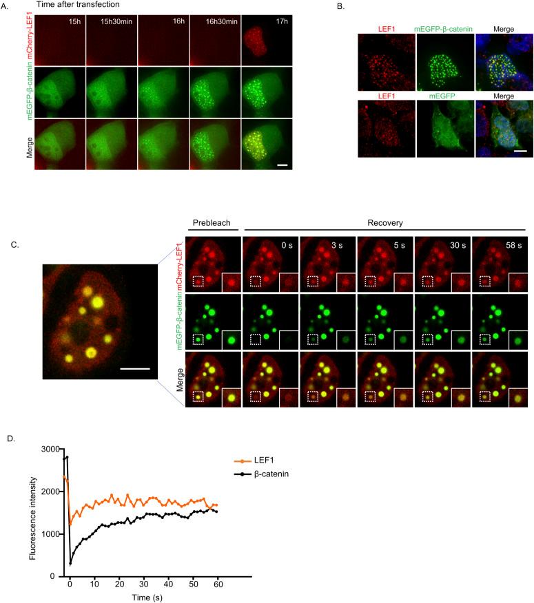 https://cdn.ncbi.nlm.nih.gov/pmc/blobs/9209/10474303/1c4ce142cf00/LSA-2023-02118_FigS1.jpg