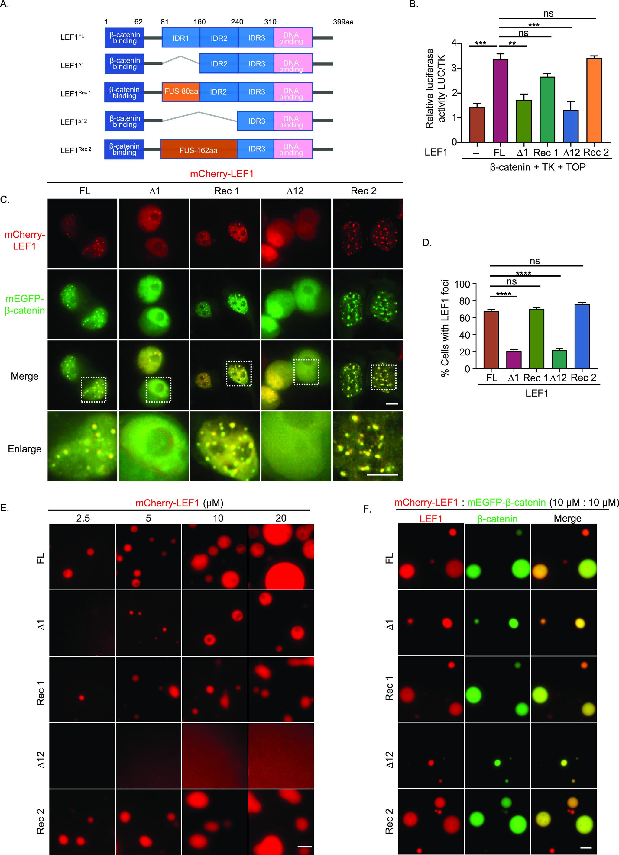 https://cdn.ncbi.nlm.nih.gov/pmc/blobs/9209/10474303/37ded6eea893/LSA-2023-02118_Fig4.jpg