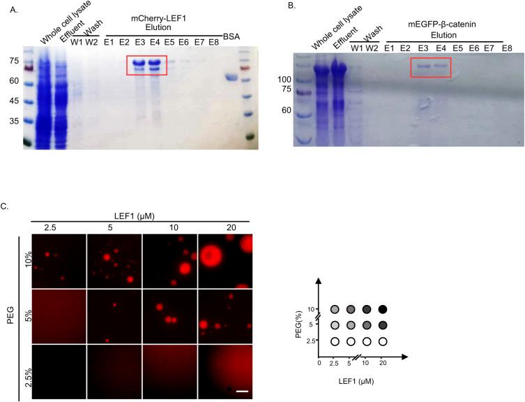 https://cdn.ncbi.nlm.nih.gov/pmc/blobs/9209/10474303/be8300e1a277/LSA-2023-02118_FigS2.jpg