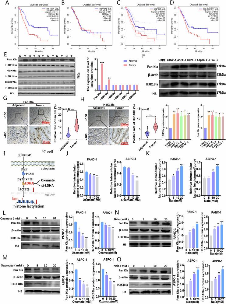 https://cdn.ncbi.nlm.nih.gov/pmc/blobs/9210/12229608/5b5bbf28365d/41420_2025_2603_Fig1_HTML.jpg