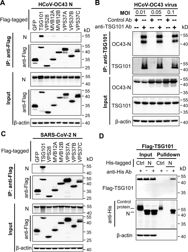 https://cdn.ncbi.nlm.nih.gov/pmc/blobs/9214/12153360/62025a10fa14/mbio.00979-25.f003.jpg