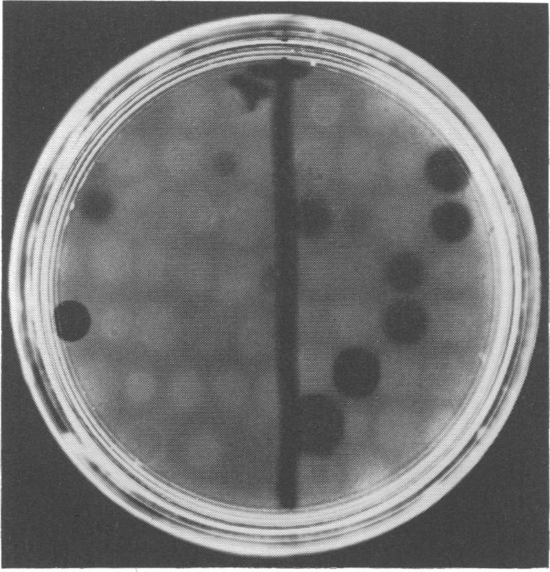 https://cdn.ncbi.nlm.nih.gov/pmc/blobs/9214/380173/79ee36f47ae2/applmicro00040-0107-b.jpg