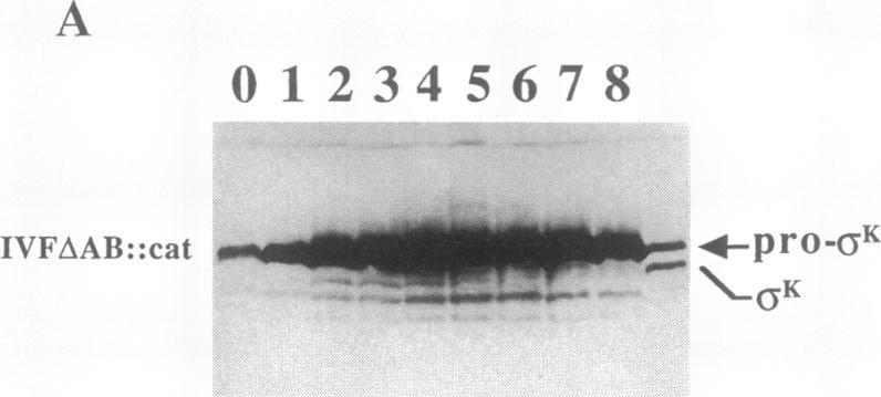 https://cdn.ncbi.nlm.nih.gov/pmc/blobs/9217/205591/644454c2b3da/jbacter00031-0128-a.jpg