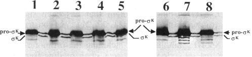 https://cdn.ncbi.nlm.nih.gov/pmc/blobs/9217/205591/6b741b67d0e2/jbacter00031-0127-b.jpg