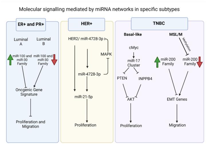 https://cdn.ncbi.nlm.nih.gov/pmc/blobs/921b/8945552/c511afd3458d/biomedicines-10-00651-g001.jpg