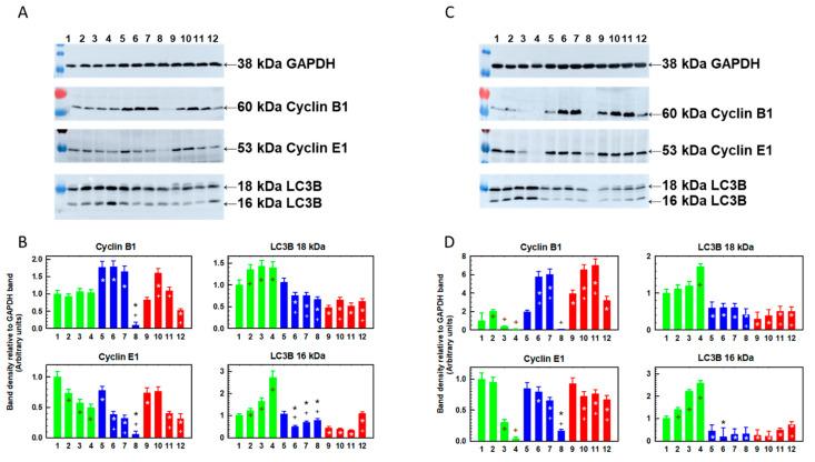 https://cdn.ncbi.nlm.nih.gov/pmc/blobs/921d/9501161/49658c19a7c9/ijms-23-10818-g006.jpg