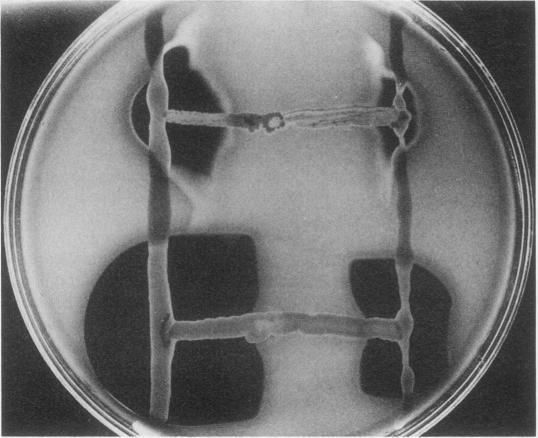 https://cdn.ncbi.nlm.nih.gov/pmc/blobs/921f/358176/c56dd7cd7146/cmr00042-0044-a.jpg
